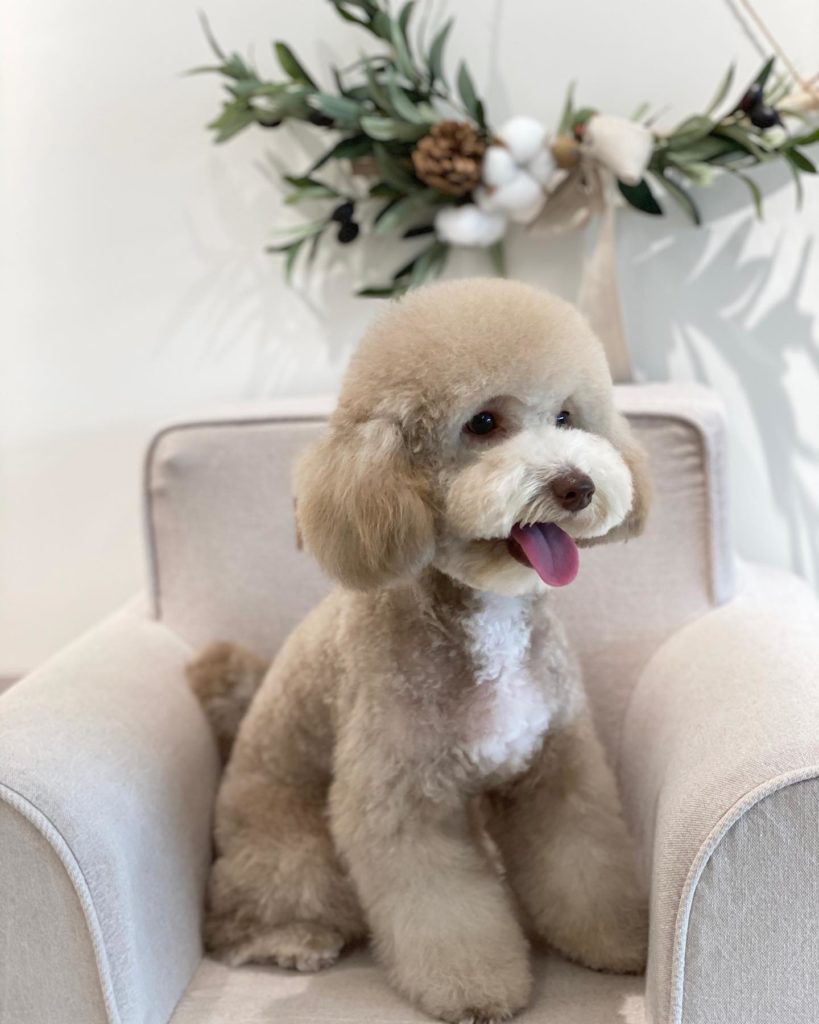 Cafe Au Lait Poodle