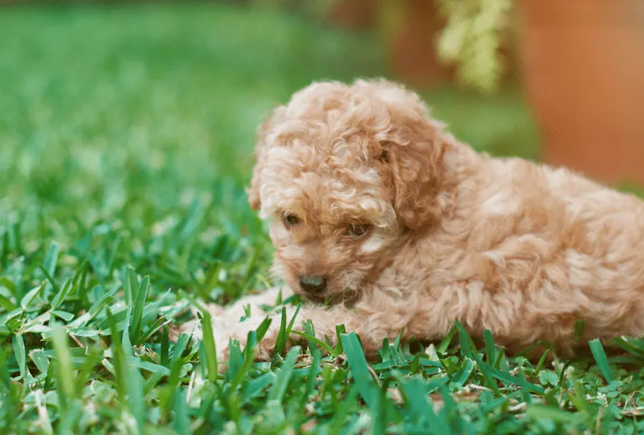cream poodle puppy