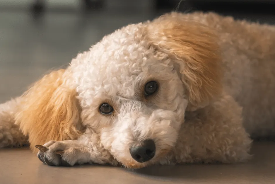 cream poodle