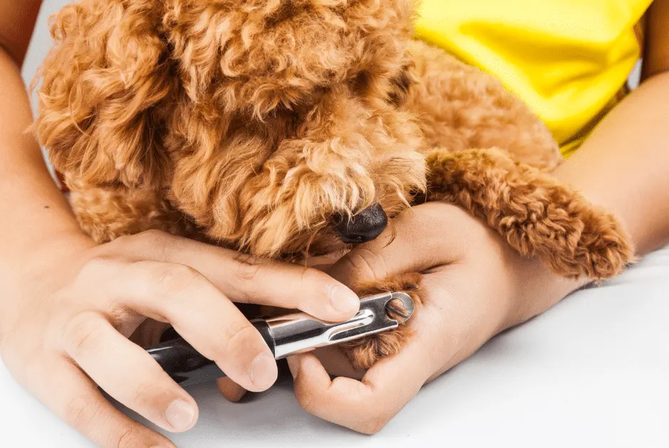 Poodle grooming and cutting nails