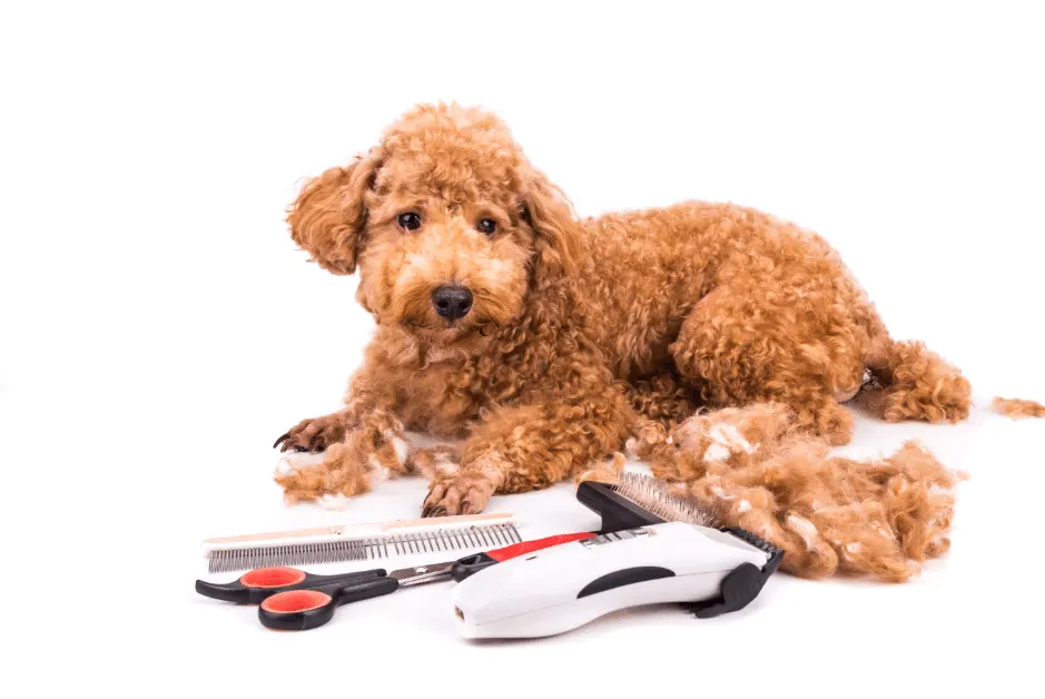 poodle puppy grooming