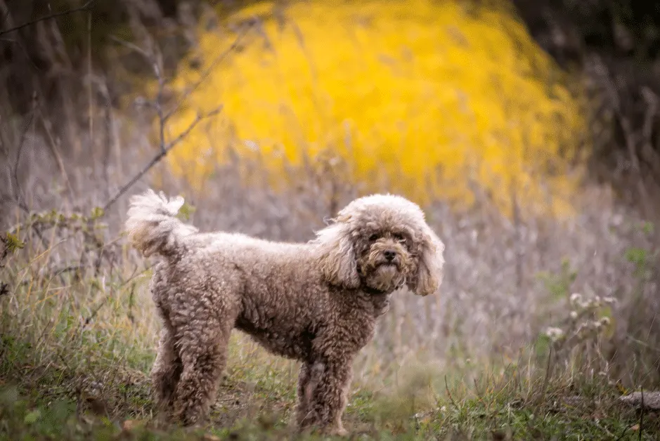 Miniature poodle