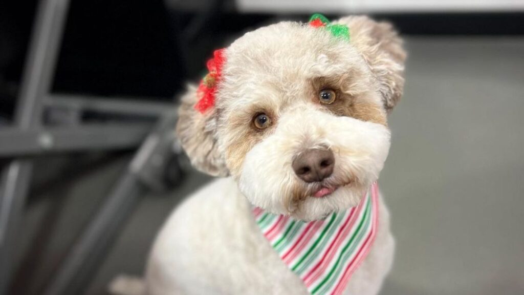 Schnoodle – Schnauzer Poodle Mix