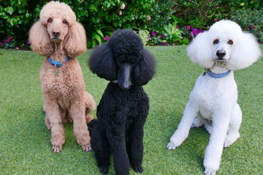 Standard Poodle Dog Breed Information & Guide