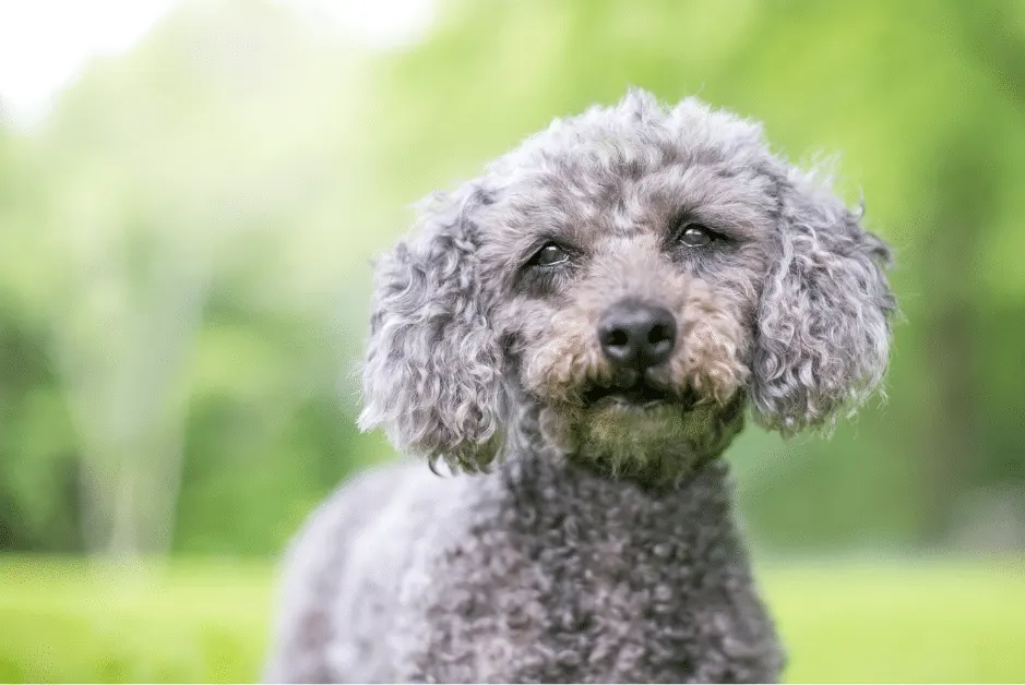 Gray Poodle in the park