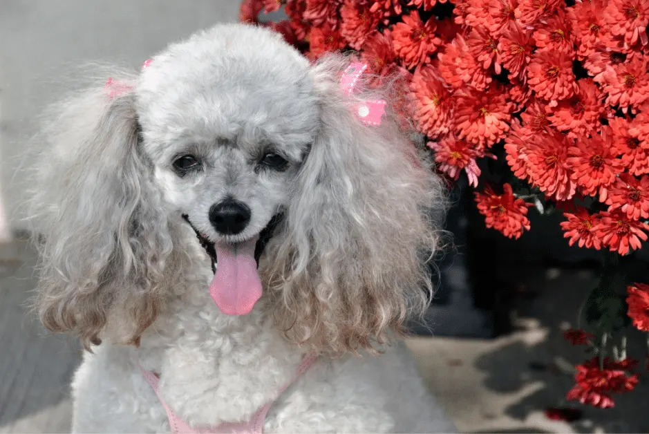gray poodle