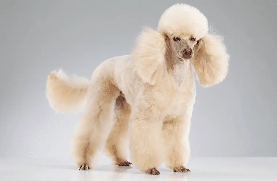 miniature poodle
