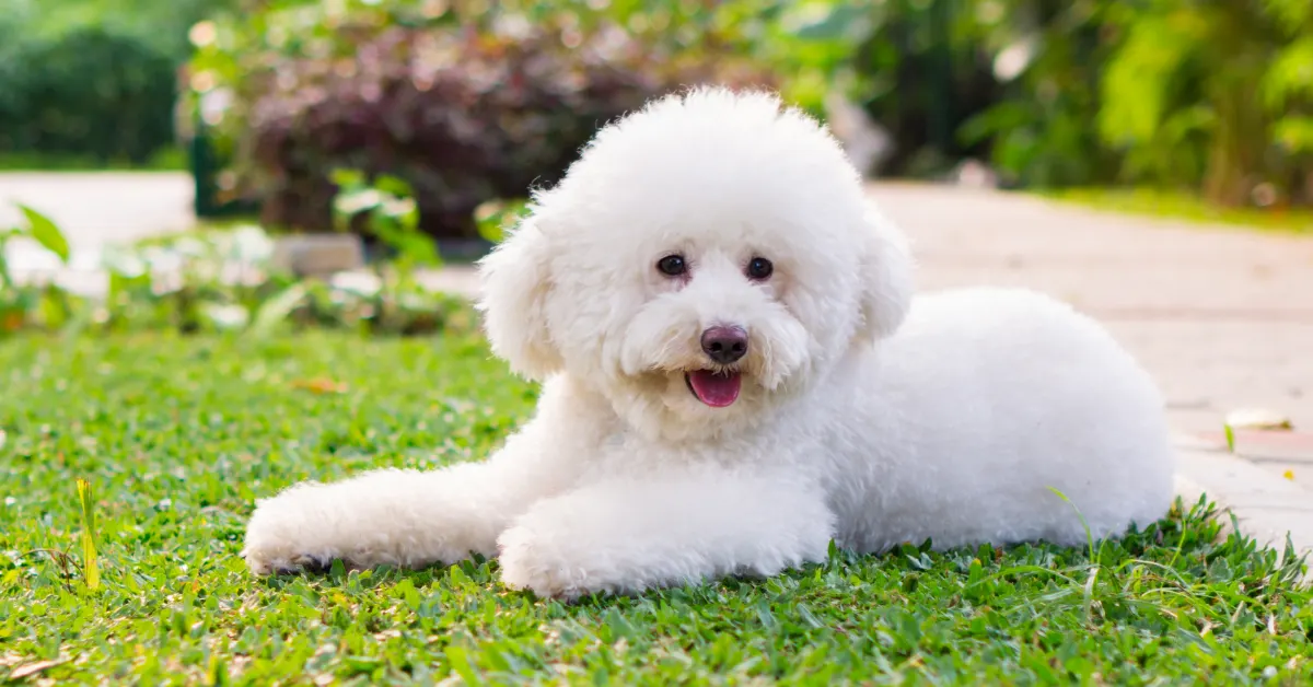 toy poodle