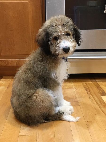 bordoodle