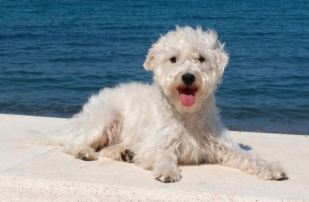 westiepoo