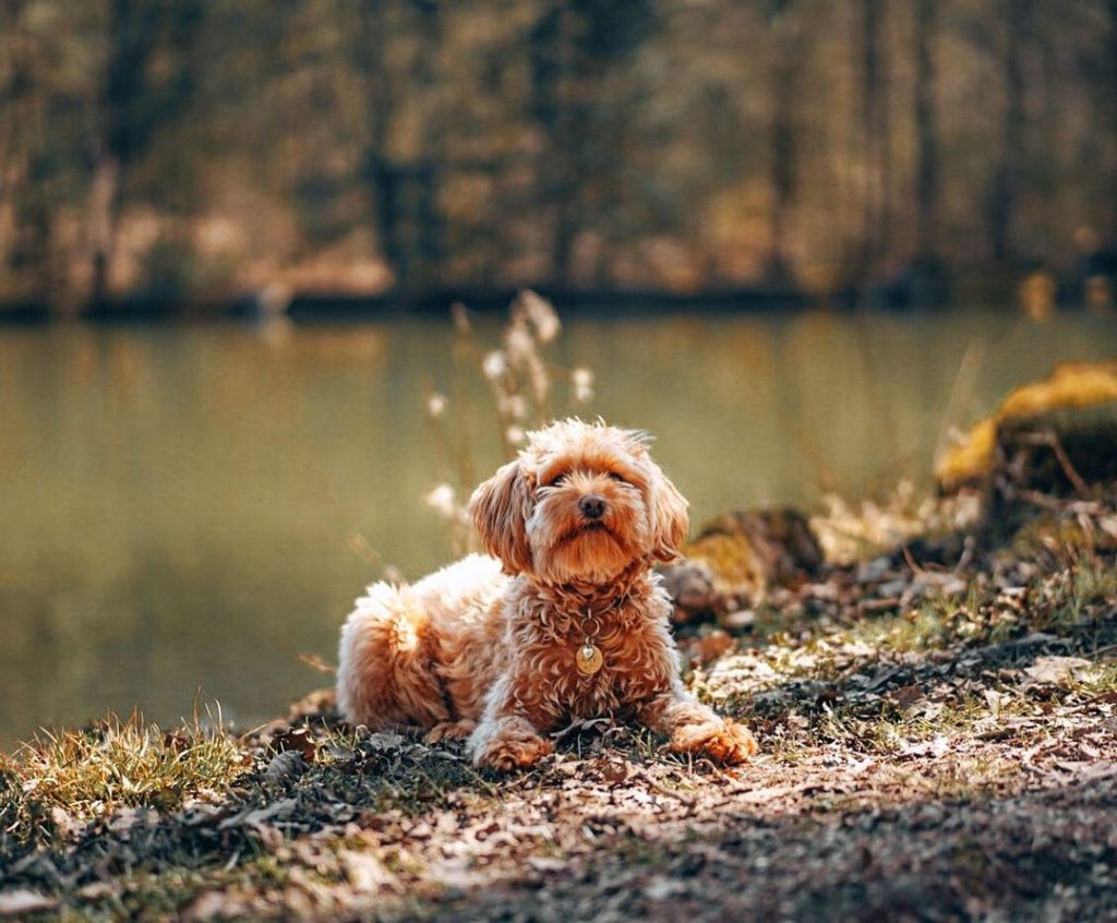What Is Havapoo – Havanese Poodle Mix