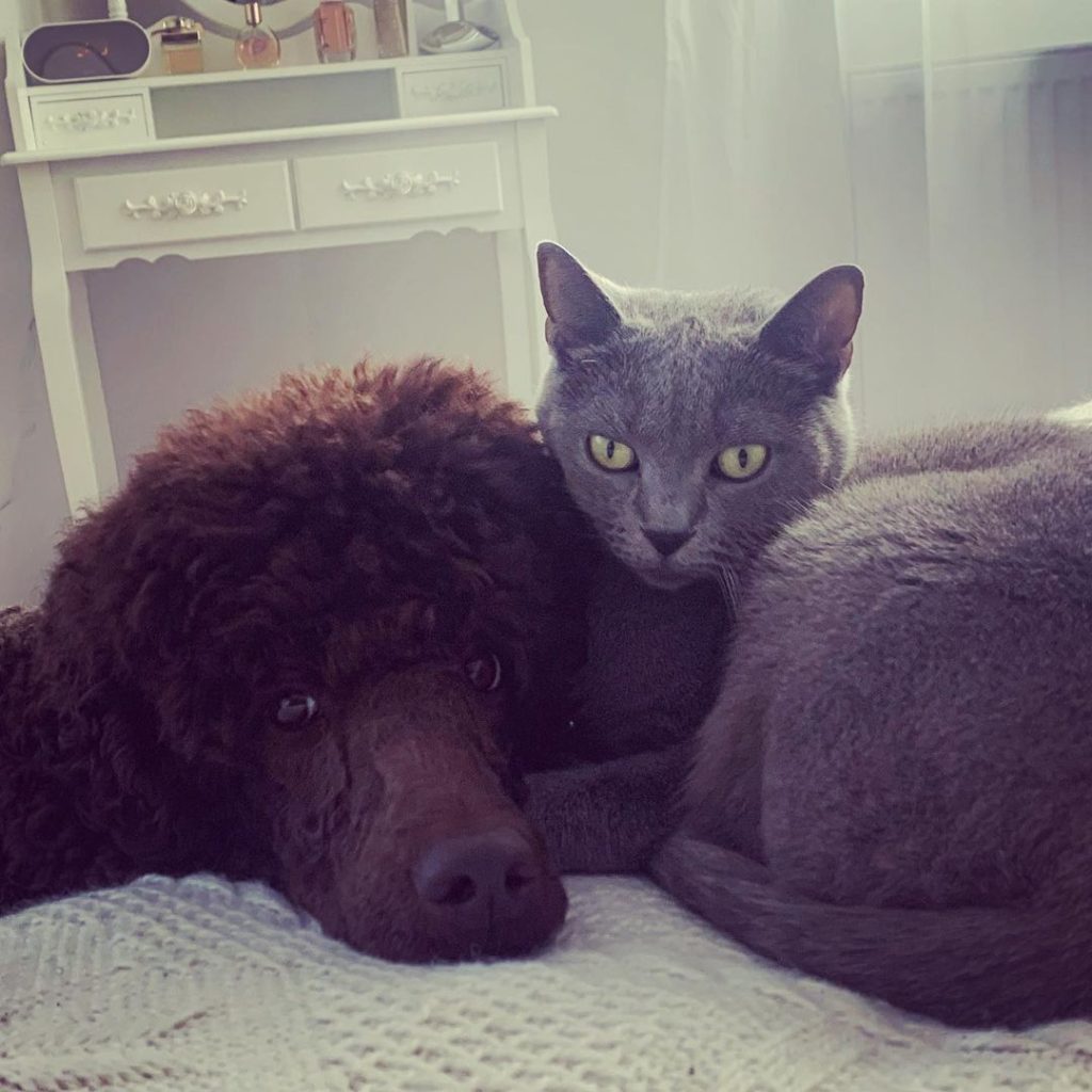 poodle and cat