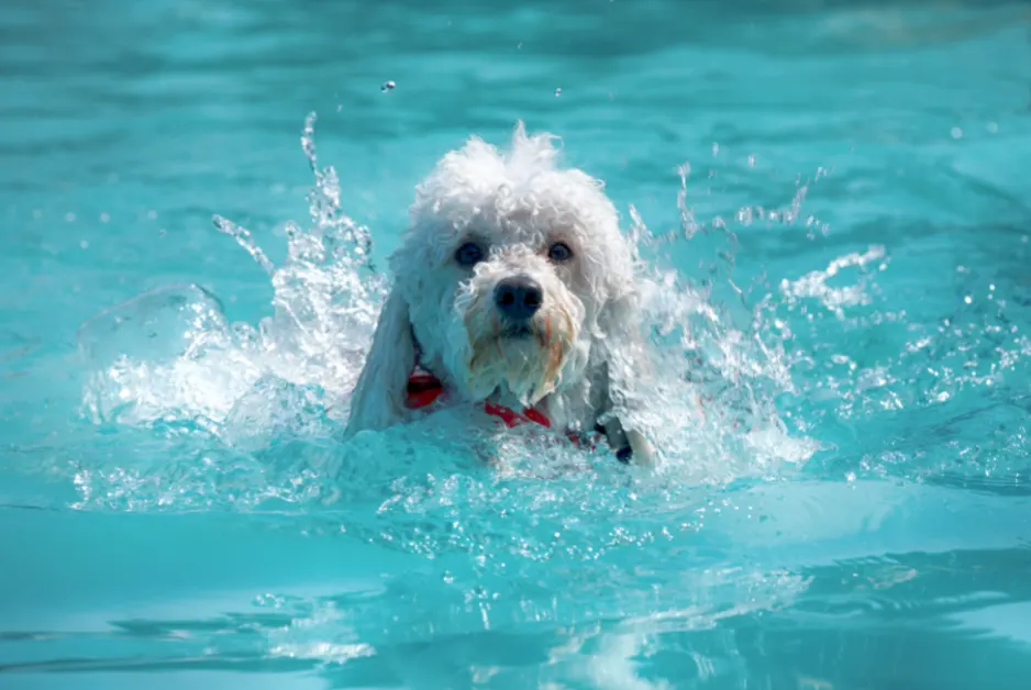 poodle swimming in water