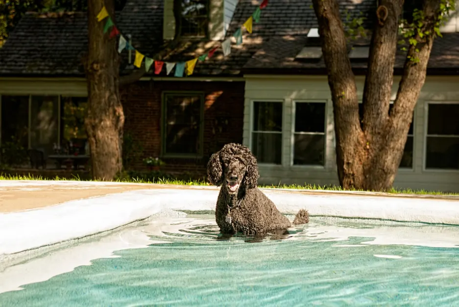 do poodles like water