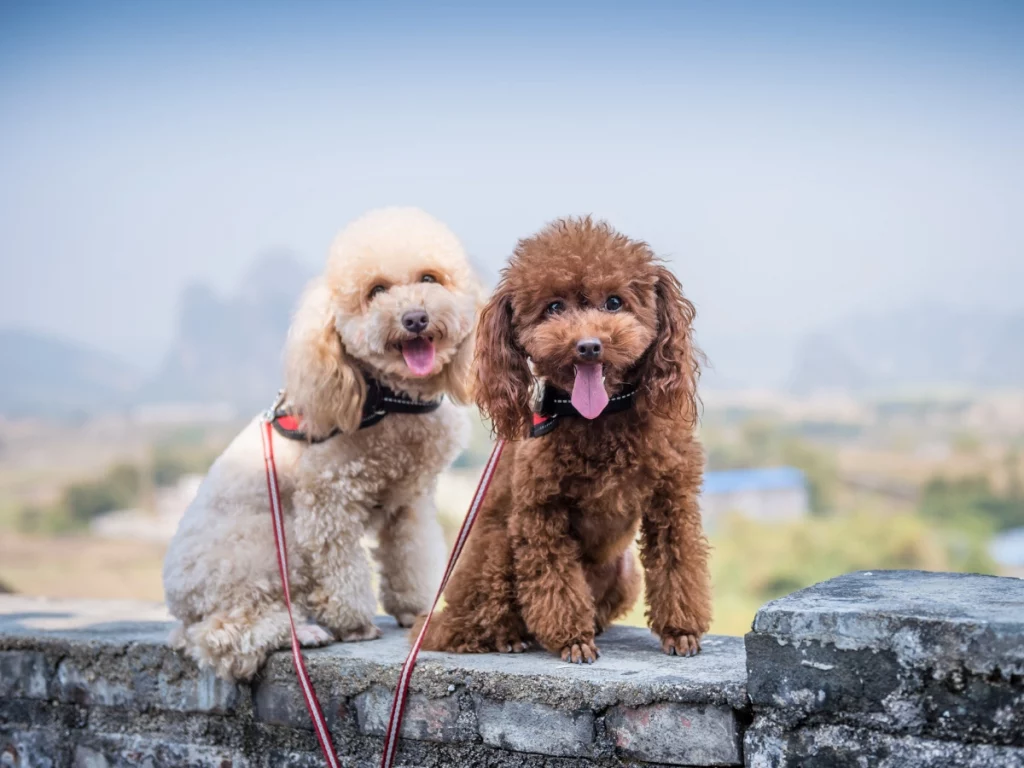 female and male poodles
