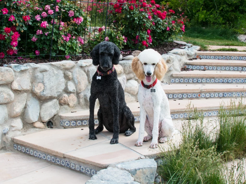 male and female standard poodles