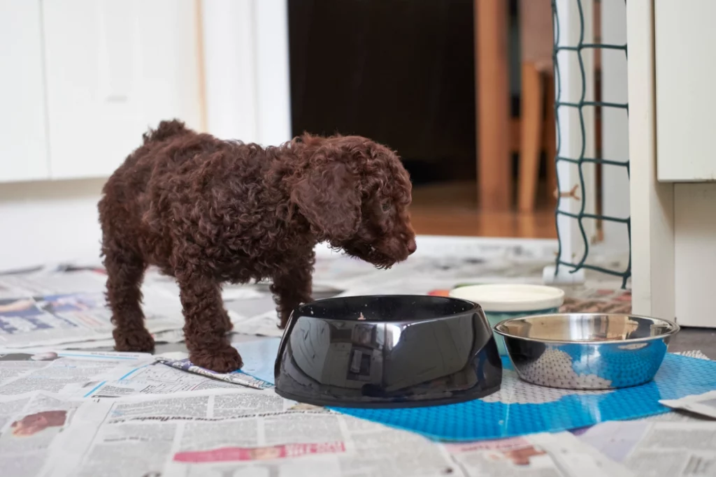 puppy eating