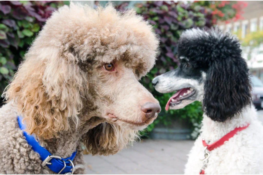 standard poodles growth