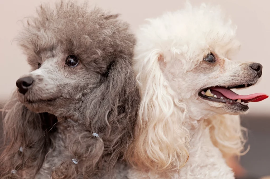 male vs female poodle