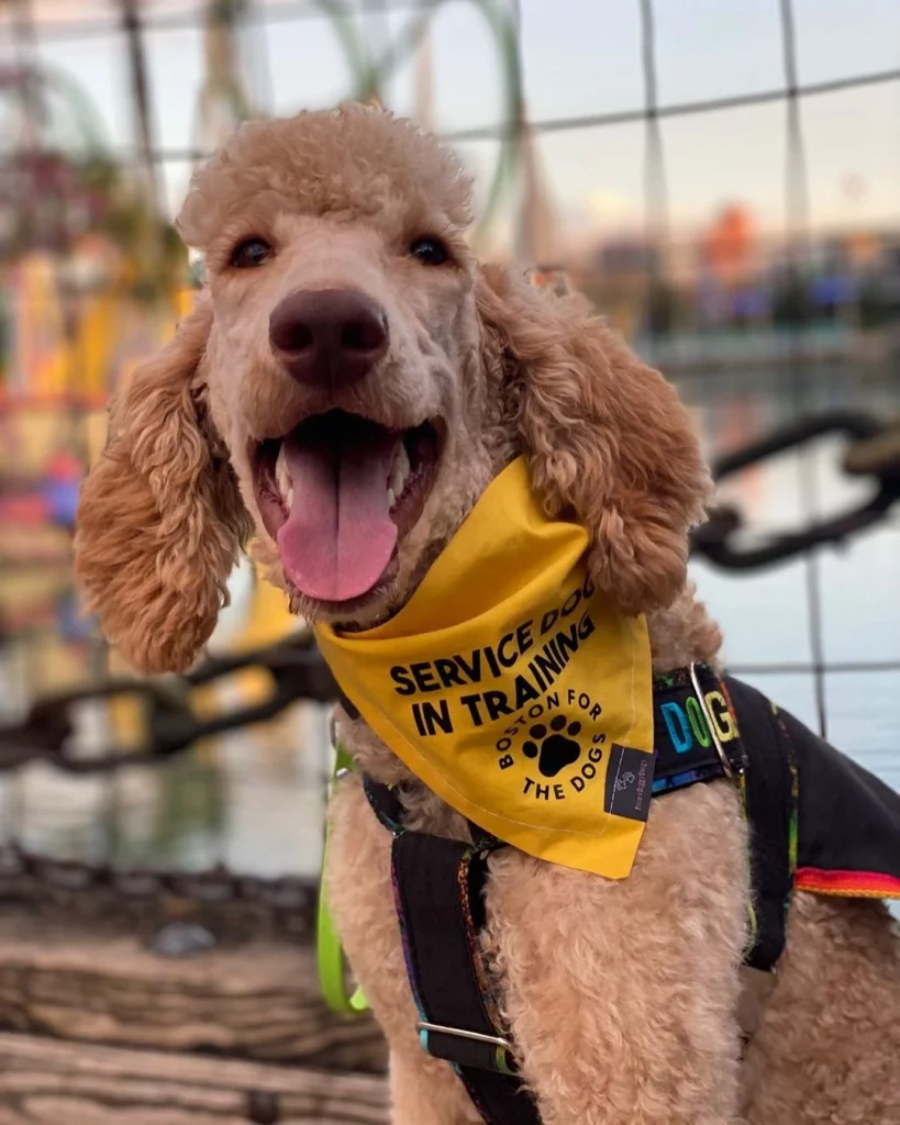 golden doodle as a service dog