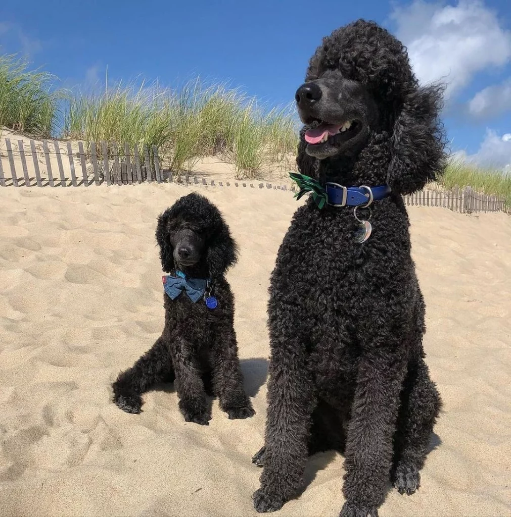 miniature and standard poodles