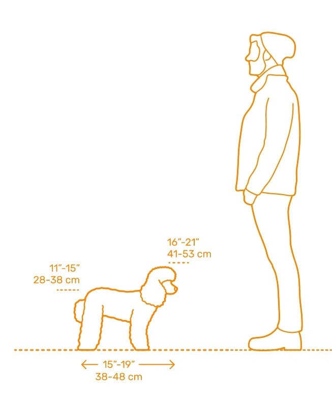Miniature Poodle