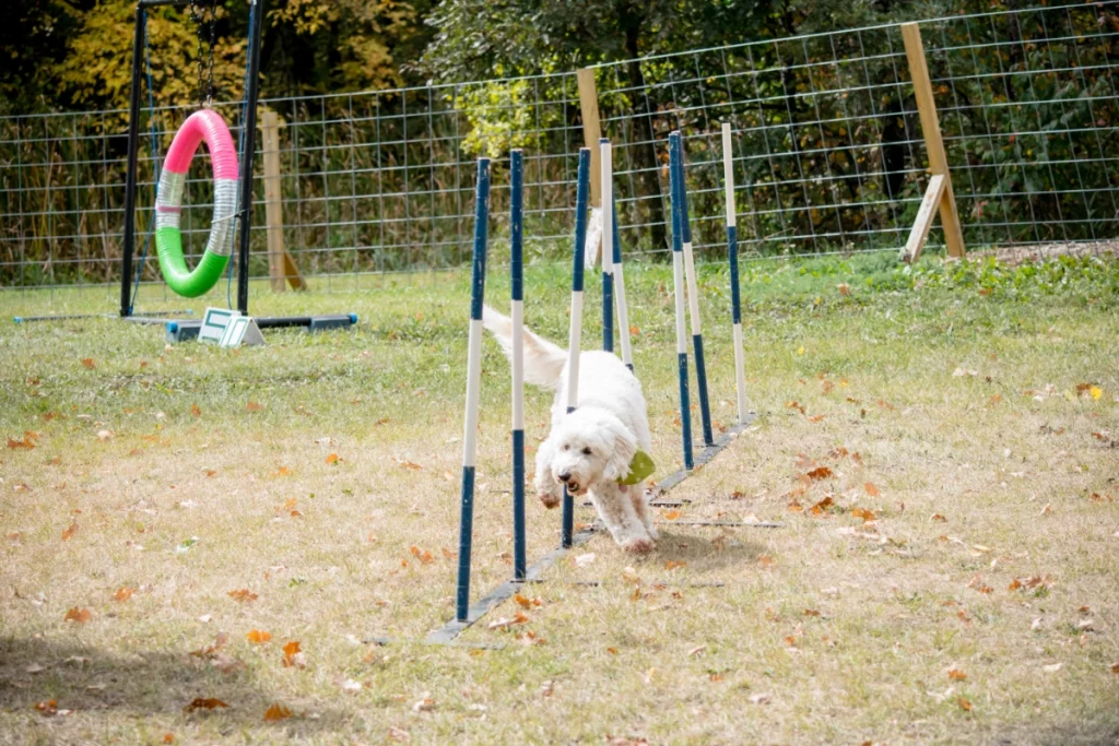 poodle Cardio twist