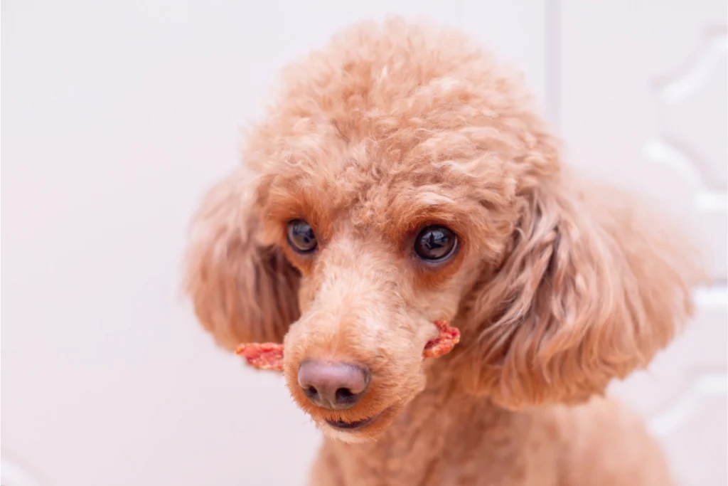 poodle eating chicken treat