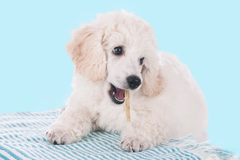 poodle puppy eating chicken meat