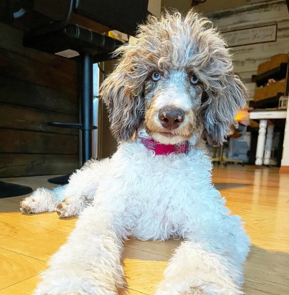 poodle with blue eyes