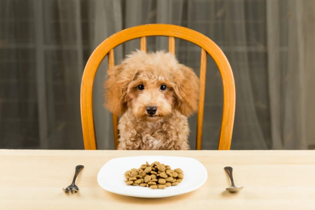poodle with dog food