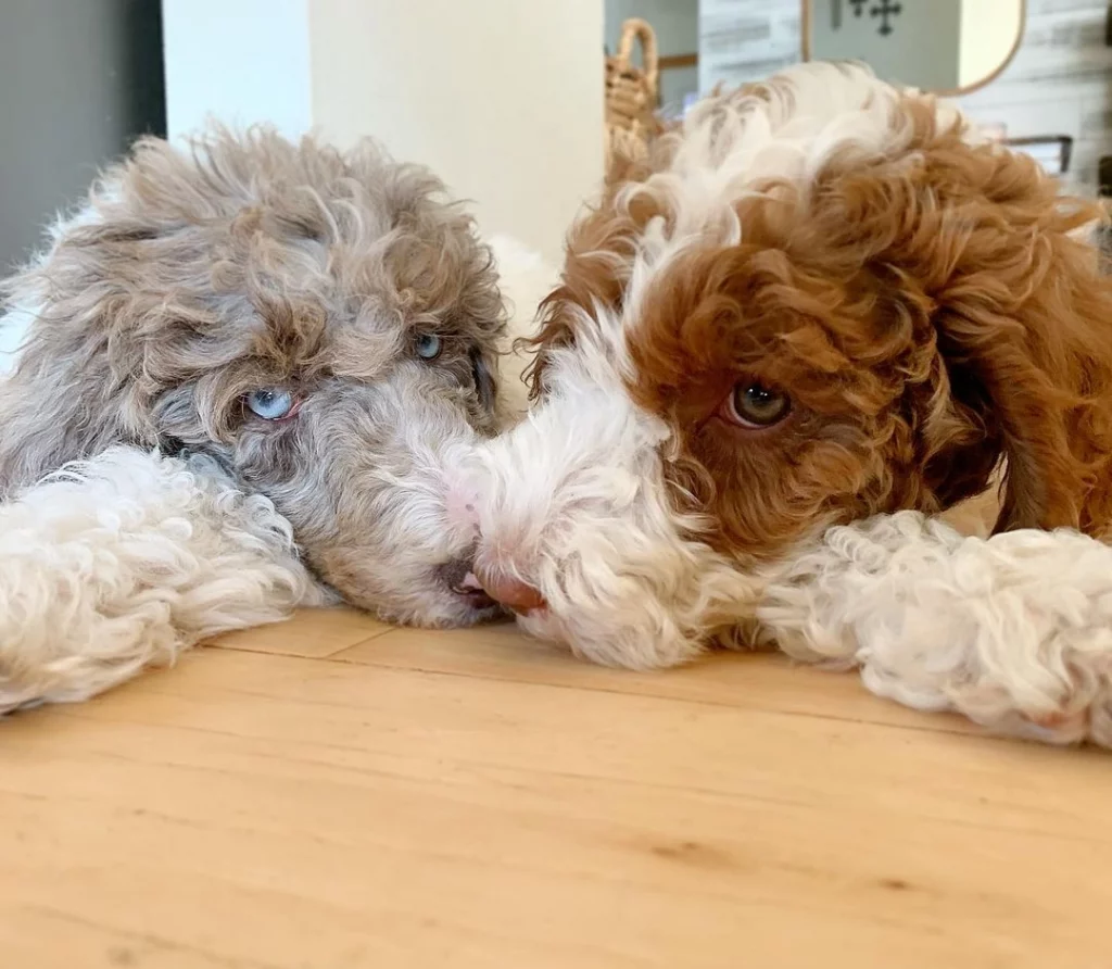 poodles with blue eyes