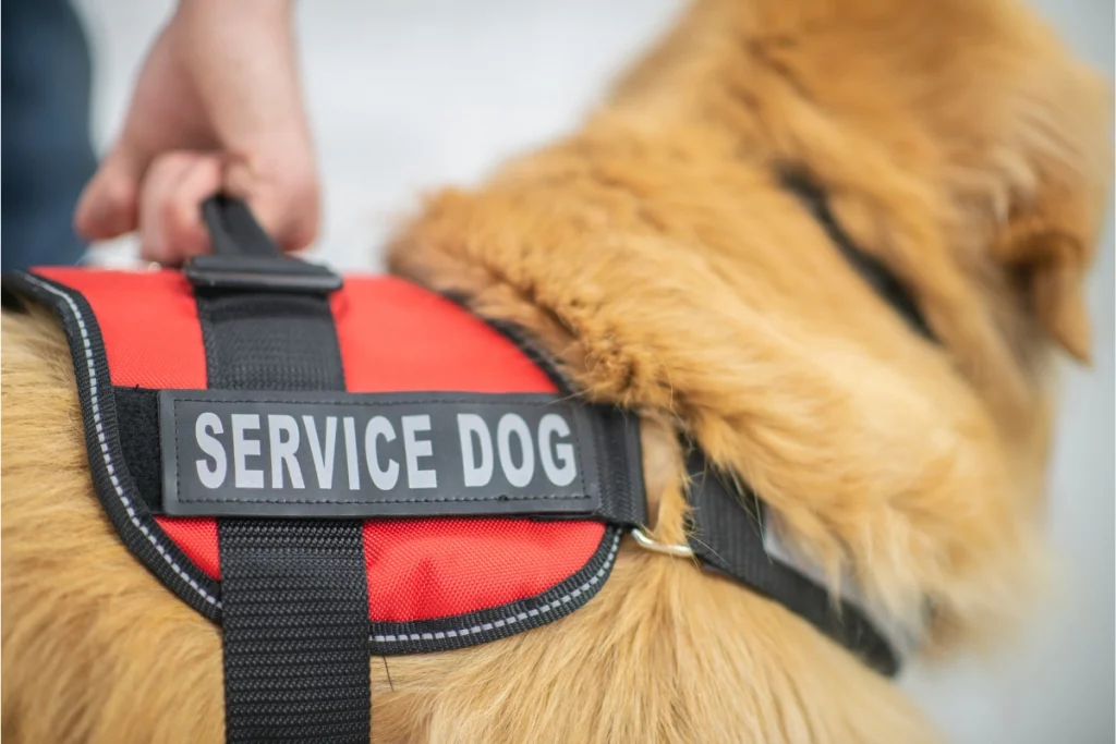 service dog