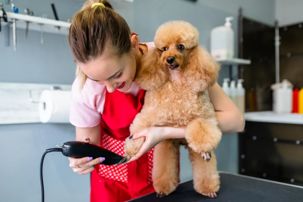 shaving a poodles feet