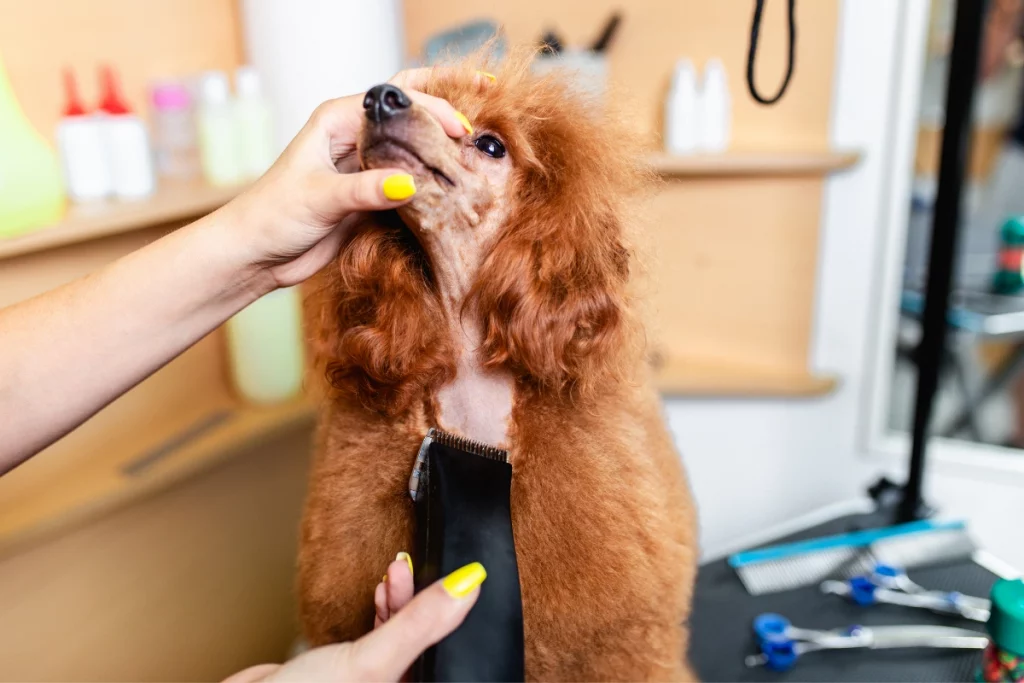 shaved poodle