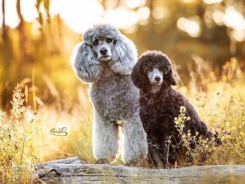 standard and miniature poodle