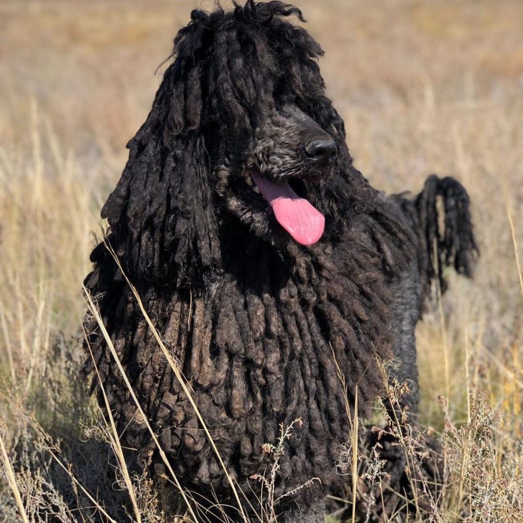 Black corded poodle