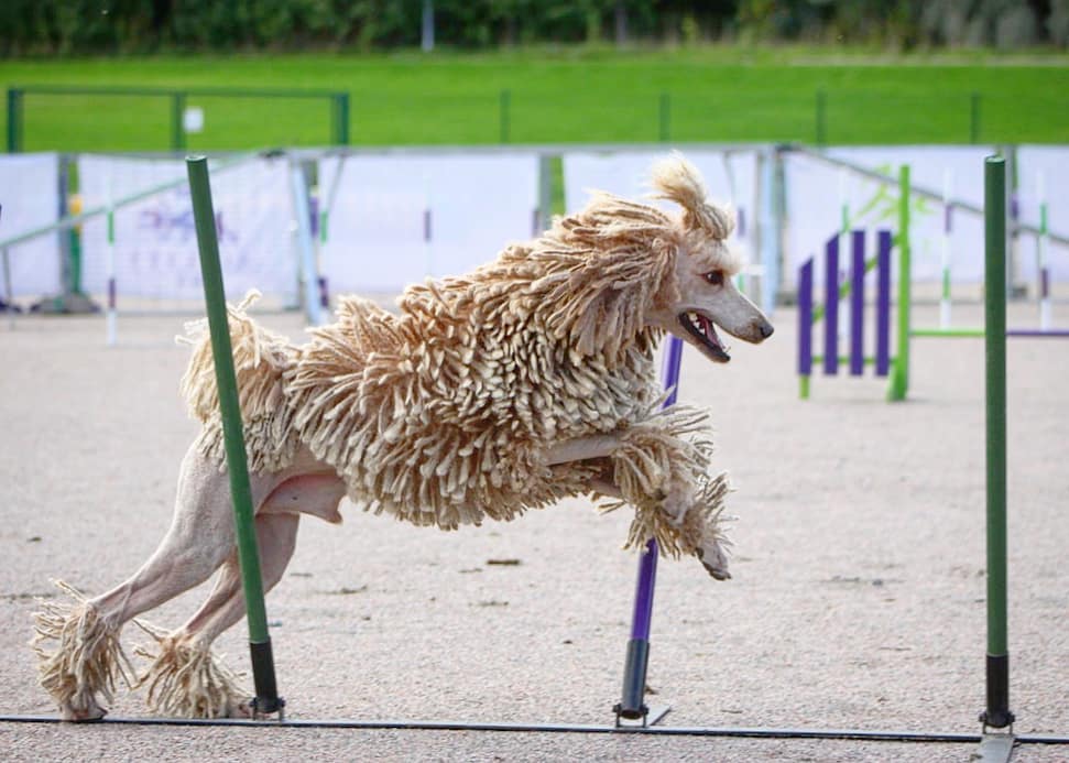 corded poodle jumping