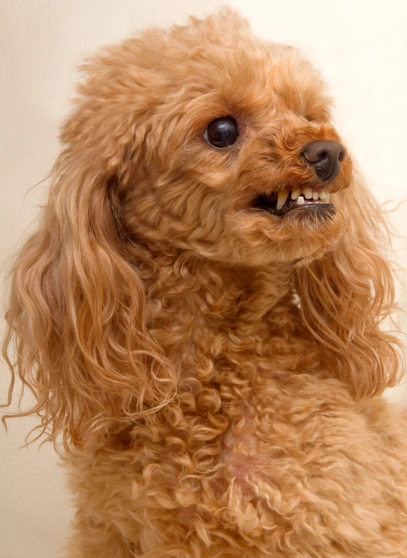 poodle growling