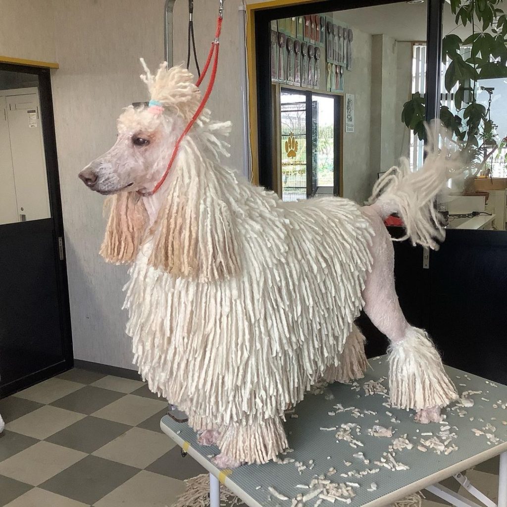 white corded poodle
