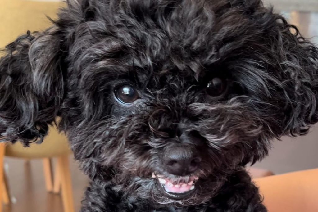 Do Poodles Bark a Lot? (What Does It Mean)