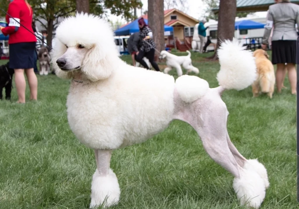 Standard Poodle