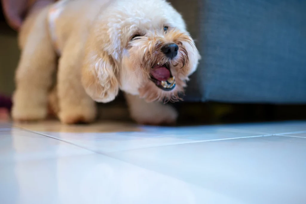 Poodle barking