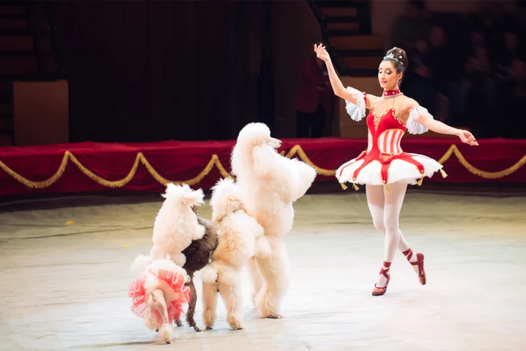 circus poodles