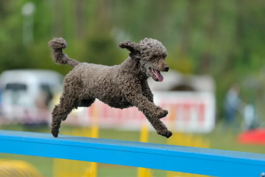 jumping poodle