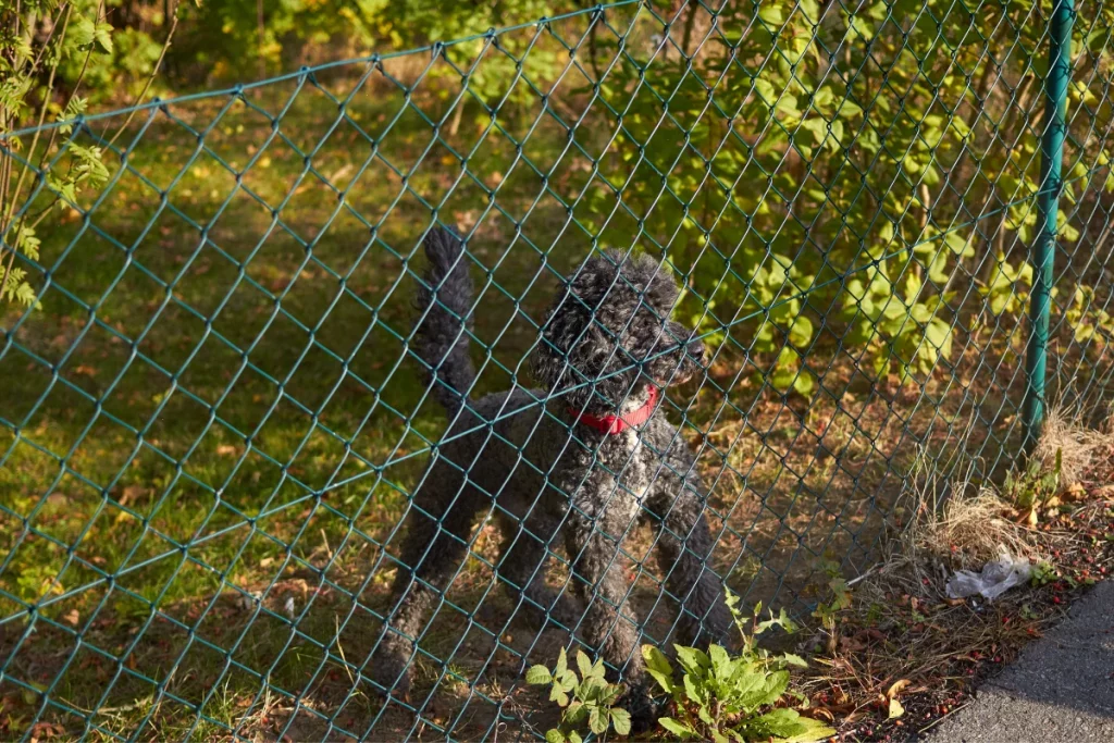 poodle barks on passers-by