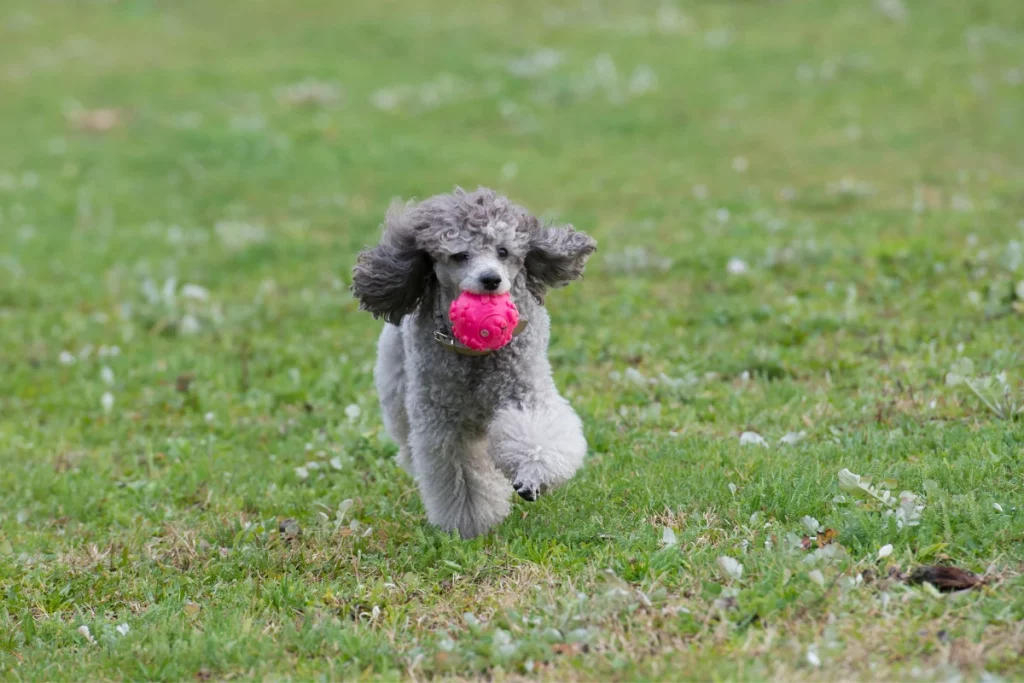 poodle retriving