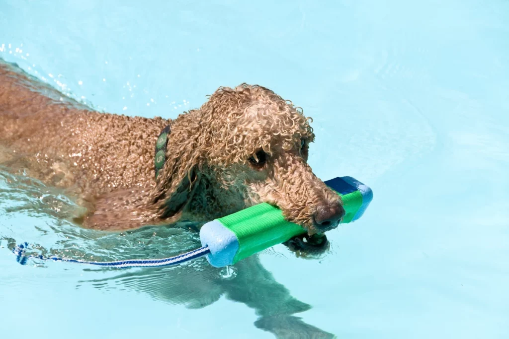 poodle swimming