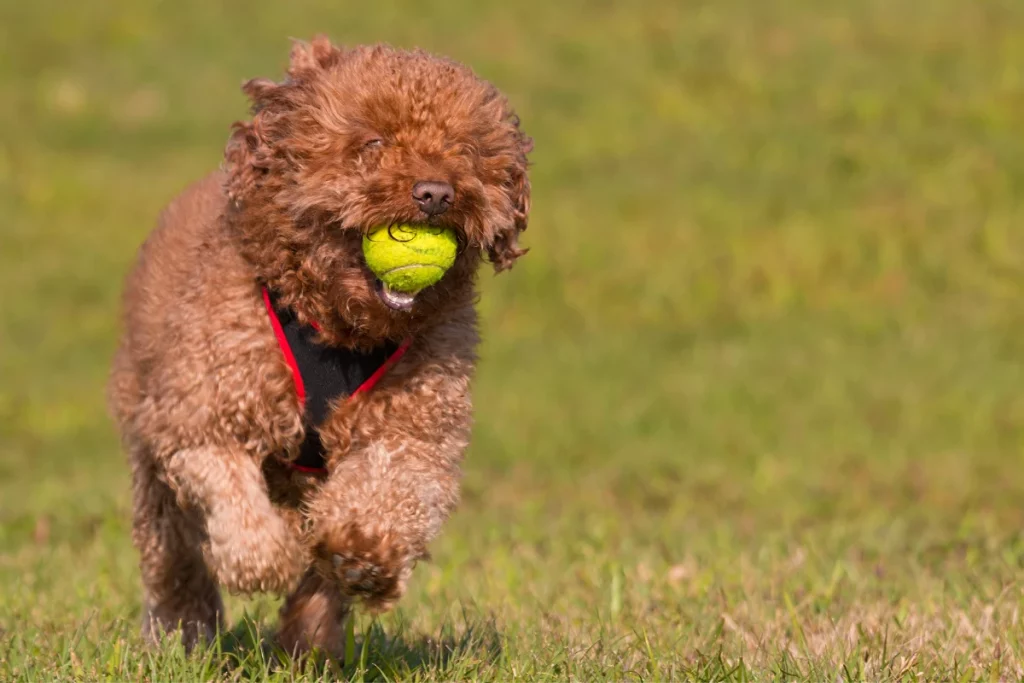 Chocolate poodle running with tennis ball