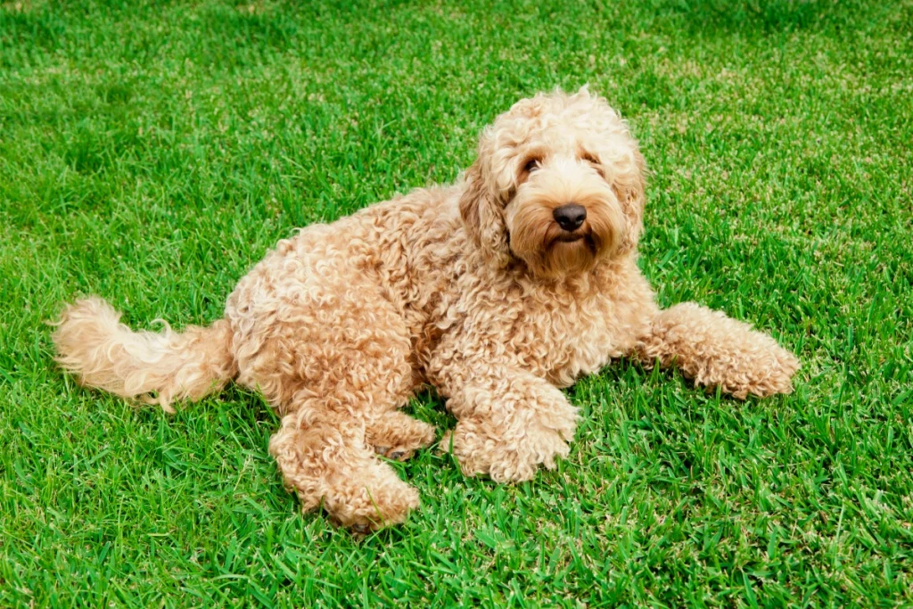 labradoodle